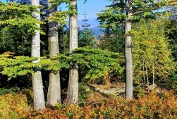 Forêts écogérées pour jeux Detoa Forêts écogérées pour jeux Detoa